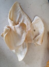 Honingoor per stuk Honingoor per stuk