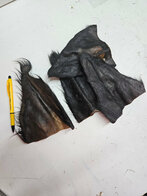 Buffalo oor met haar 25 stuks