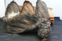 Buffalo oor met haar en pit per stuk