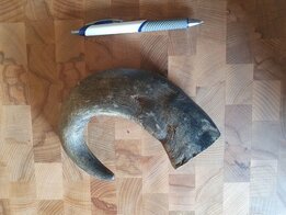 Buffelhoorn per stuk