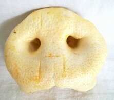 Honingneus groot per 50 stuks