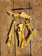 Lamskophuid NL 600 gram