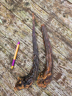 Paardenstaart L per stuk