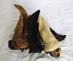 Paardenoor met haar ca. 150 gram