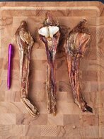 Paarden Achillespees  heel per stuk