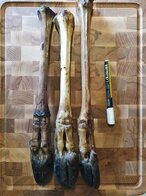 Hertenpoot met hoef per stuk