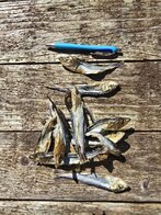 Sprotjes maxi 150 gram