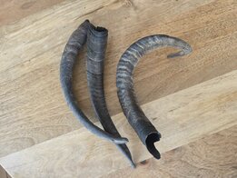 Geitenhoorn  per stuk