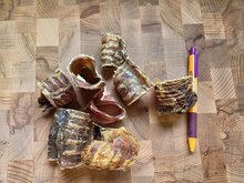 Luchtpijp Bites Rund 500 gram