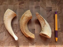 Lamshoorn merg per stuk